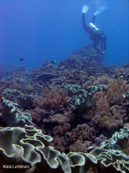 The Reef of Layang Layang Atoll Malesia. by Kirsi Lehtinen 